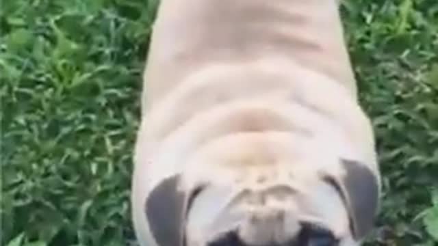 Dog laughing video | Dog Funny Videos