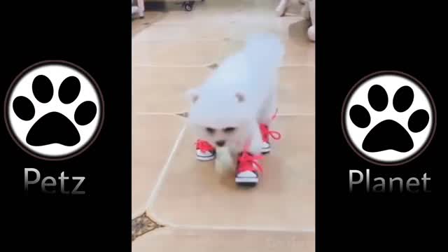 Cute pets shorts videos