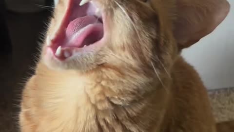 Orange Cat Speaks Bird