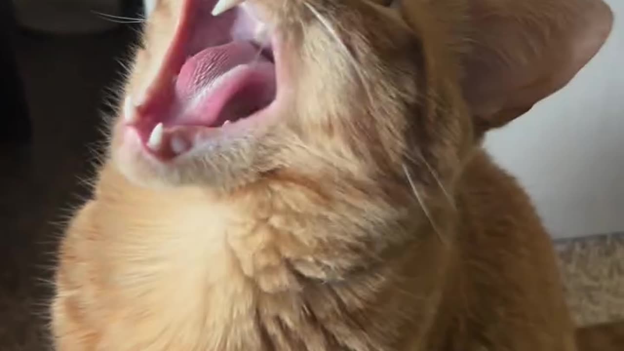 Orange Cat Speaks Bird