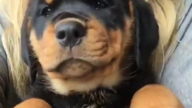 So Cute Puppy Happy Energy