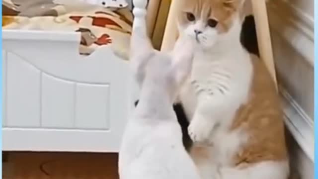 Funny cat videos