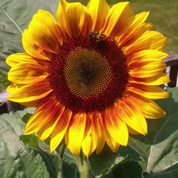 Sunflower Garden Bee