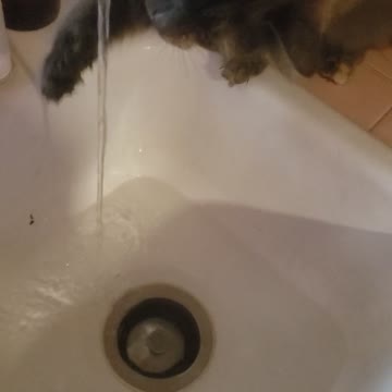 Cats first time drinking from sink