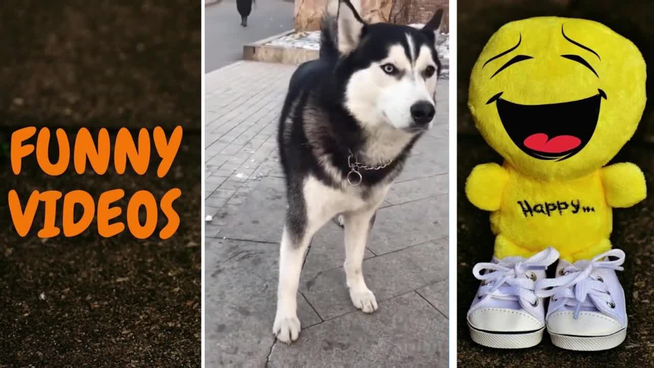 💖SUPER FUNNY CATS😻 AND DOGS🐶 | CUTE ANIMALS | BEST MOMENTS COMPILATIONS 2021