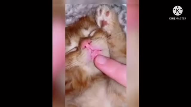 Cute cat