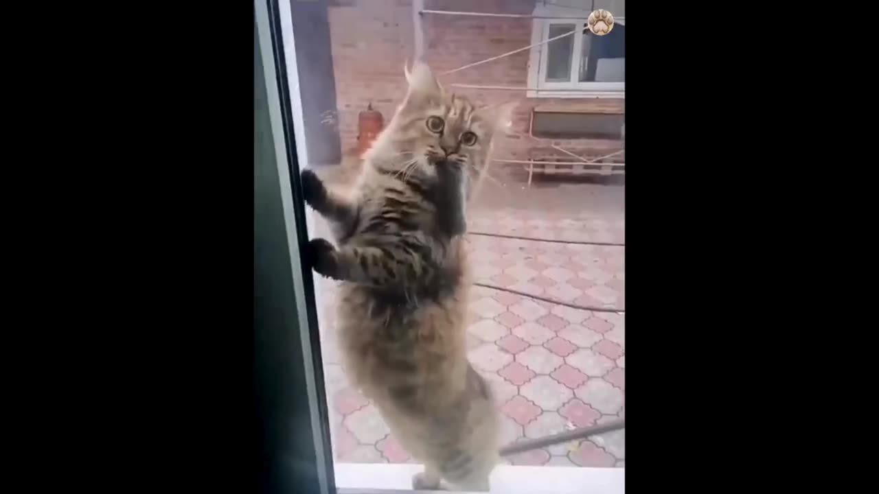 Hilarious Cat Compilation 1 😂: Non-Stop Laughs! #animalfunny #lol #unexpected #funnymoments