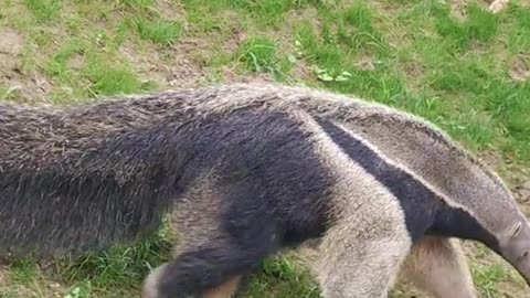 anteaters