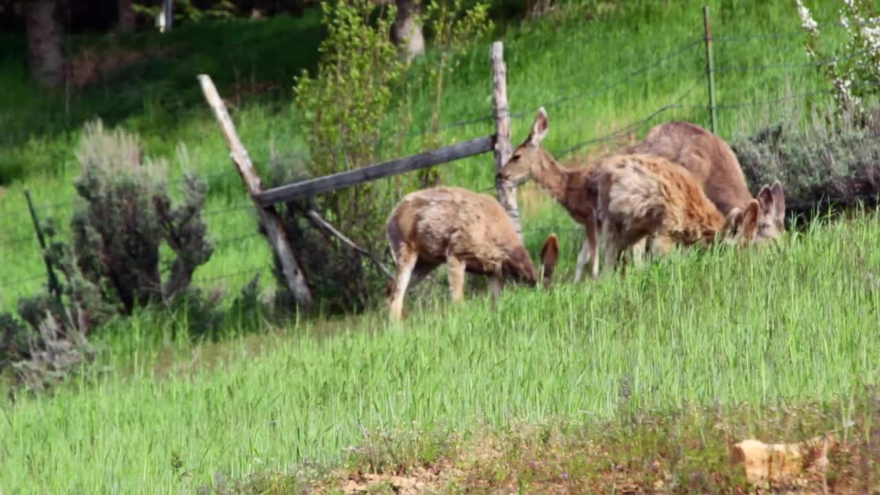 Herd of deer on mountainside