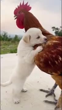 Dog_dog2_ set with hen_rooster