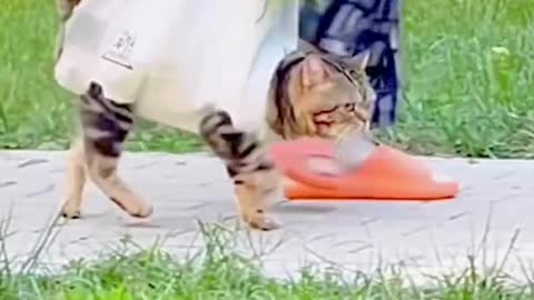 This is a cat cart that consumes one fish per 100 kilometers.