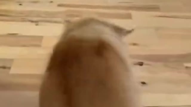 .🤣🤣🤣🤣 from tiktok @coco224466 #shorts