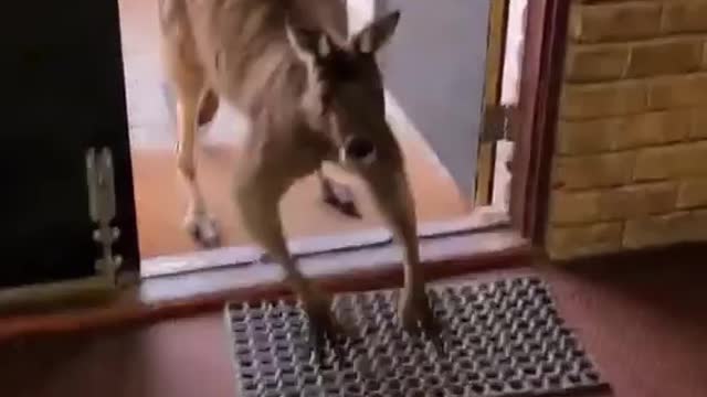 kangaroo Slowly Coming to my home