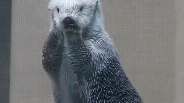 Checking a Sea Otter's temperature.