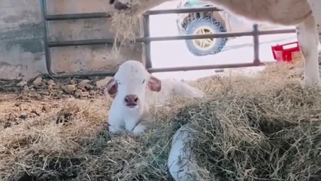 Oh my God. This cow has really long horns. Baby cows are so cute