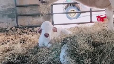 Oh my God. This cow has really long horns. Baby cows are so cute