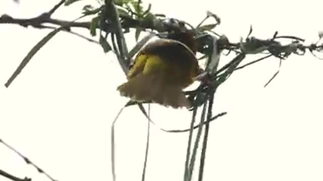Amazing bird sews your home