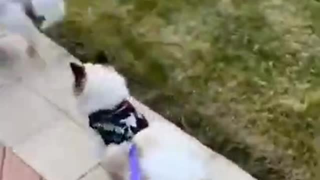 Funny cats best