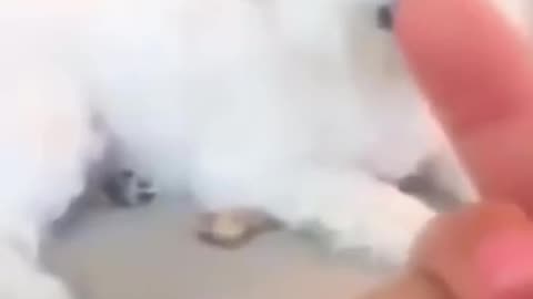 @So Funny. Dogs reaction to middle finger