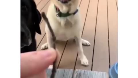 Two dogs friends