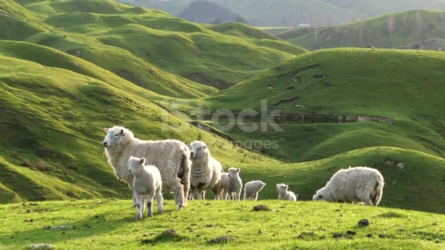 Big group of sheep and lambs on scenic countryside. New Zealand stock video