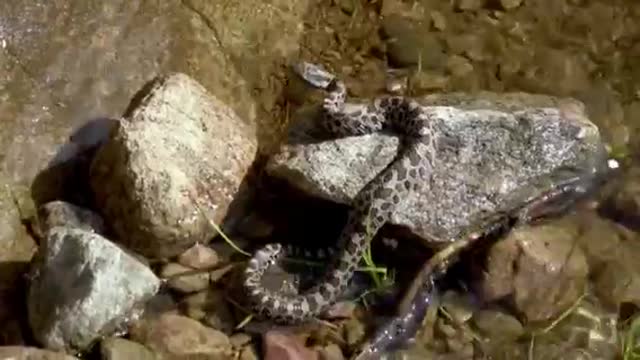 Baby rattlesnake suns himself beside dock at family cottage