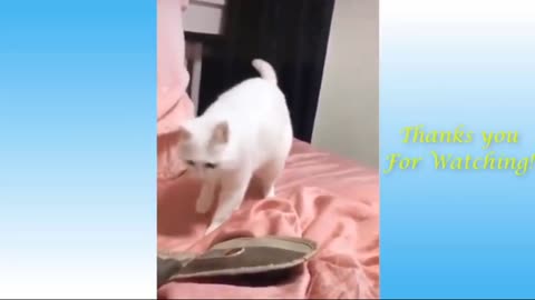 Funny cat dancing