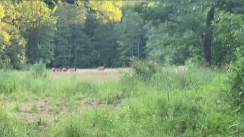 PA elk destroying our food plots