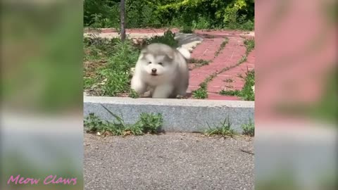 Fluffy baby Alaskan Malamute will warm your heart