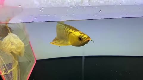 Golden Dragon fish