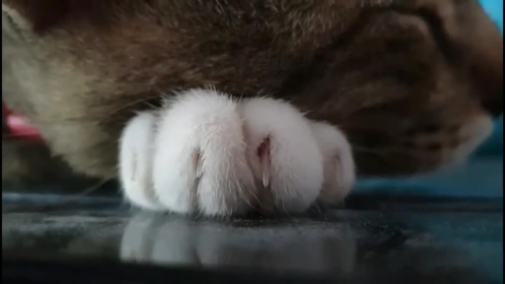 TikTok Dogs that are Guaranteed to Make Your Day Better 🐶❤️ (Part 2)