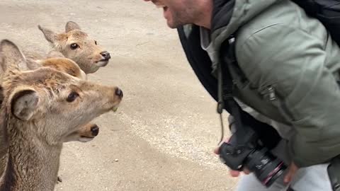 Deer Nips A Bit Too Close for Comfort