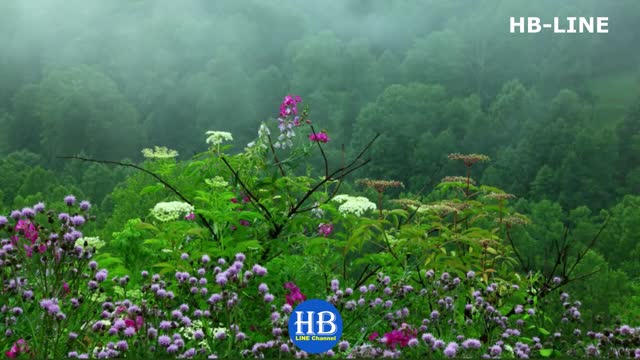 Calming Music with Rain Sounds & Tibetan Sing Bowls and Singing Birds in Rainy Day, Sleep Music -news