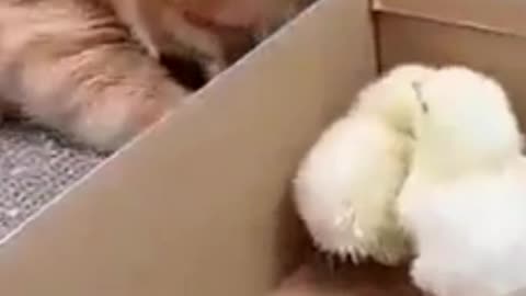 Cat flirting with chicks