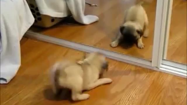 Top Funny and Cute Dog Videos