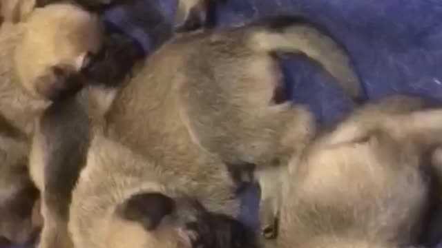 The shepherd is very nervous when the owner takes a video of a new brood of puppies