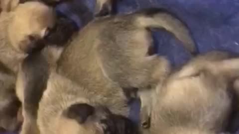 The shepherd is very nervous when the owner takes a video of a new brood of puppies