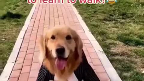 Funny Dog Videos try not to laugh | Cute DOG go to catwalk