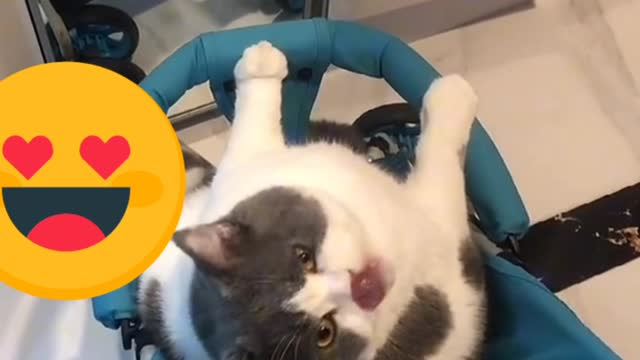 Cat vedio viral the man is sing a song with CAT