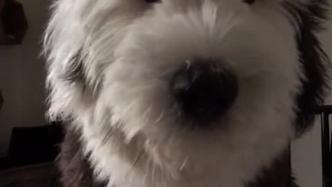 Black white dog gets scared of his hiccups