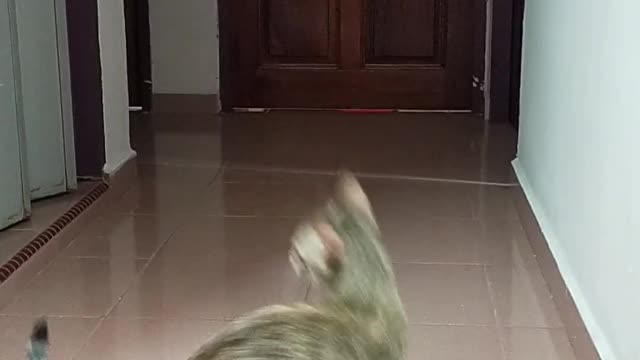 cat playing