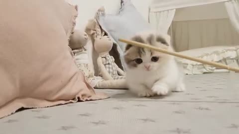 Short Leg Kitten Playing so adorable