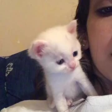 Cute Cat kiss