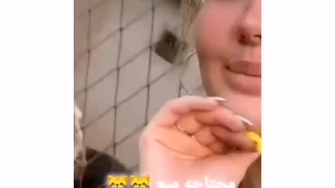 وليد و المعزة