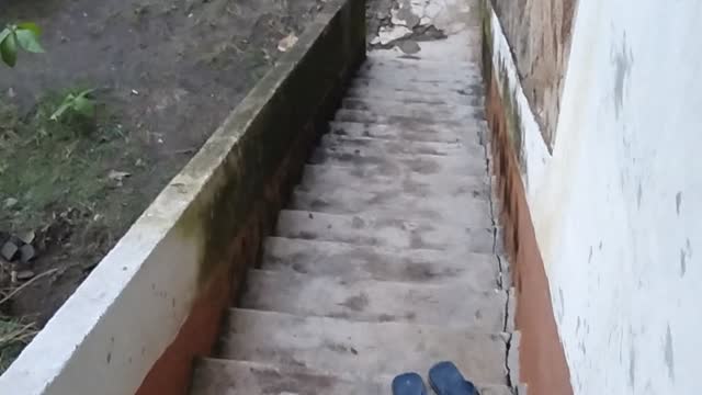 Pet squirrel want to be separated from me || Squirrel video....
