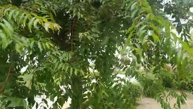 This tree is so dense