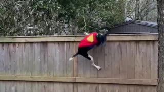 Super Dog Defends House Against Troublesome Squirrel