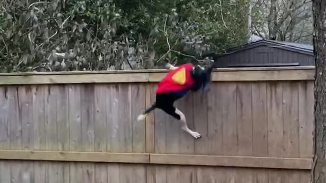Super Dog Defends House Against Troublesome Squirrel