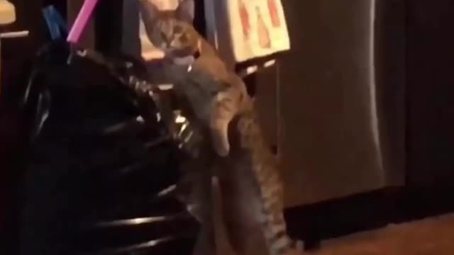 TOP cats situations