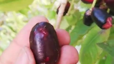 fresh nature plum fruits#shorts#nature
